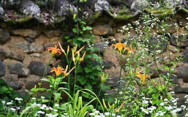 실상사 극락전 담장 아래에 개망초와 원추리가 어우러져 있다.