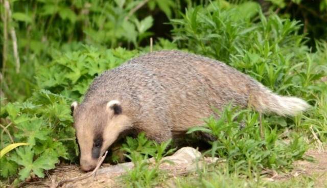하남시 위례 신도시 아파트 산책로에 출몰한 오소리. 공정언론 제공