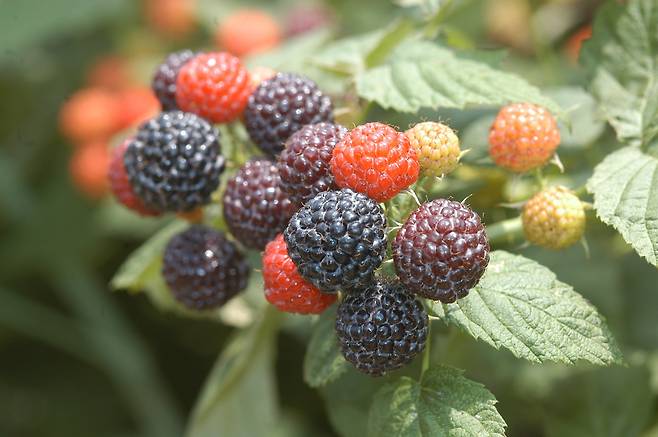 복분자[순창군청 제공]