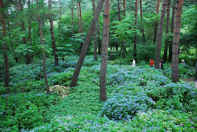 자생식물원 비밀의 화원/사진-산림청