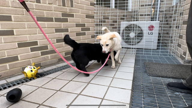 "옴마 무서워~." 백호는 취재진이 만나러 간 날도 잠시 대견교육을 진행했지만, 곧바로 줄행랑을 치고 말았다. 동그람이 정진욱