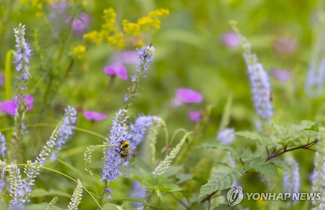 정선 만항재 야생화공원 [연합뉴스 자료사진]