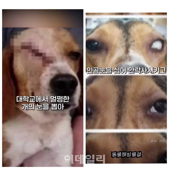 국내 한 대학교에서 실험을 위해 개농장에서 비글을 데려와 멀쩡한 안구를 적출해 인공눈을 삽입 후 안락사한 당시의 모습.(사진=동물해방물결 SNS)