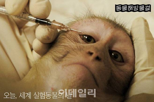 지난 4월 세계 실험동물의 날에 올라면 사진. (사진=동물해방물결)