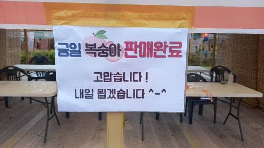세종 조치원복숭아축제 현장에 방문객 행렬이 이어지며 27일 판매 물량이 모두 소진됐다. 세종시 제공