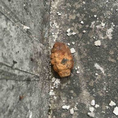 ▲ 28일 오후 2시 5분쯤 인제군 고사리 내린천 인근에서 수류탄이 발견돼 소방 당국이 현장통제 후 군부대로 인계했다.