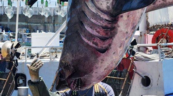 부산 영도구 태종대 인근 해상에서 포획된 악상어. 부산해양경찰서 제공