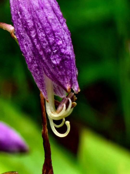 비비추 꽃은 신비의 보라빛 꽃색이다. 여성미를 더해 여왕의 이미지다. 7월23일 서울역사박물관에서