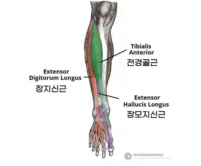 정강이에도 전경골근, 장모지신근, 장지신근 등의 근육이 있다. 정강이 앞쪽 표면에서 가장 큰 부위를 차지하는 전경골근은 세 근육 중 가장 큰 근육이다. 두껍고 강하지만 이 전경골근이 제대로 기능하지 않으면 여러 활동에서 불편함이나 통증을 느낄 수 있다. [이미지 출처=TeachMe Anatomy]