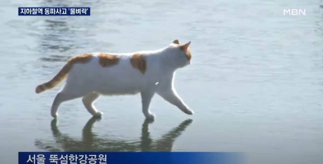 ‘꽁냥이’ 챌린지. 사진|MBN