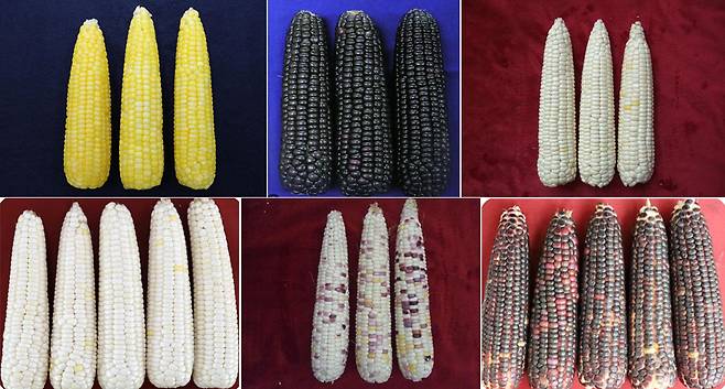 농촌진흥청이 본격적인 찰옥수수 수확기를 맞아 맛 좋고 영양성분이 풍부한 국산 찰옥수수 품종을 소개했다./사진=농촌진흥청 제공