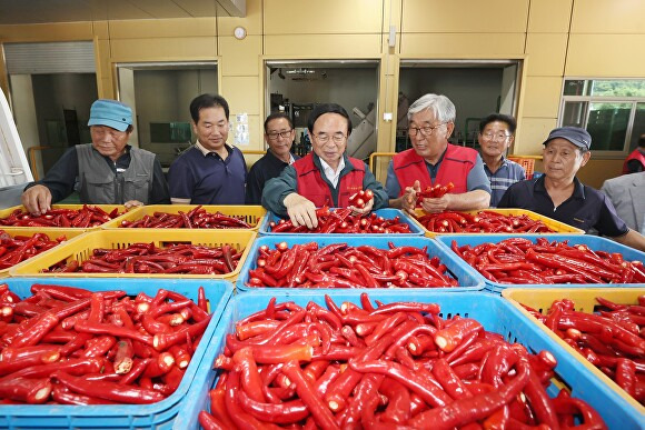 전국적 명성을 얻고 있는 임실홍실 고추  [사진=임실군 ]