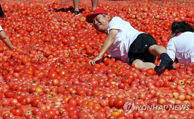 지난해 화천토마토축제 체험하는 최문순 화천군수 [연합뉴스 자료사진]