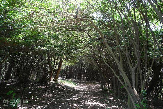 몰운대에는 사스레피나무가 짙은 그늘을 드리우고 있다. 천연방향제 역할을 하는 나무다.