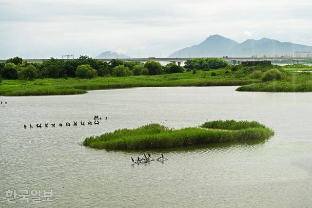 을숙도 낙동강하구에코센터 바로 앞에 가마우지가 무리 지어 쉬고 있다.