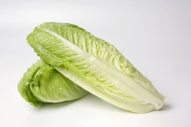 자연 식품에서 락투신 함량이 높다고 알려진 채소는 녹색 로메인으로 1g당 1.07mg정도의 락투신이 들어있다고 한다./사진=클립아트코리아