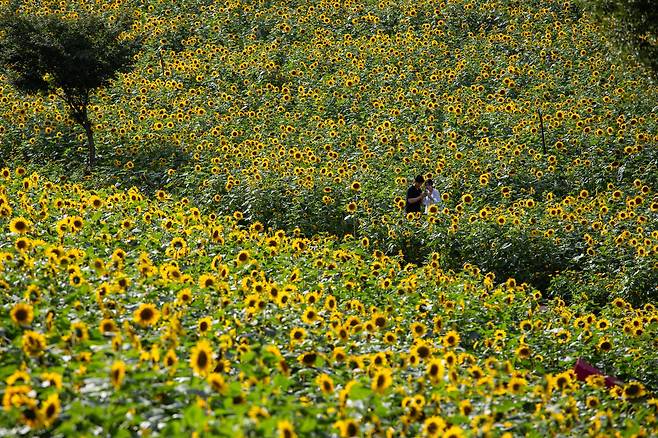 강원도 태백 구와우마을에 해바라기가 만개했다. 7월 19일 시작한 해바라기축제가 8월 15일까지 진행된다. 8월 첫째주까지 개화가 절정을 이룰 전망이다. 사진은 7월 25일 촬영했다.