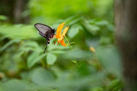 만항재 야생화 군락지에는 화려한 곤충도 많다. 말나리꽃에 앉은 사향제비나비.