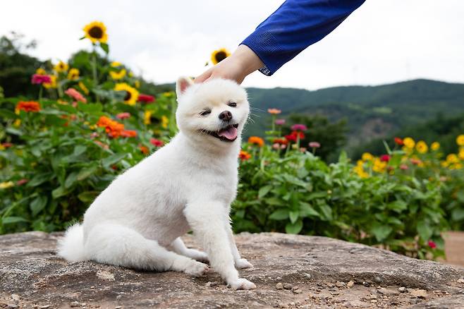 태백 구와우마을 해바라기 축제장을 찾은 반려견의 모습.
