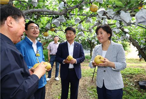 배 생육 상황 점검하는 송미령 농식품부 장관 [농림축산식품부 제공. 재판매 및 DB금지]