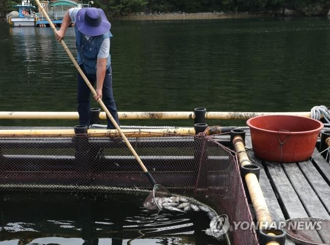 '어떻게 키운 건데' (거제=연합뉴스) 정종호 기자 = 고수온 주의보가 내려진 지난해 8월18일 오전 경남 거제시 동부면 가배항 인근 해상 어느 가두리 양식장에서 한 어민이 폐사한 조피볼락(우럭)을 건져 내고 있다. 2023.8.18 jjh23@yna.co.kr