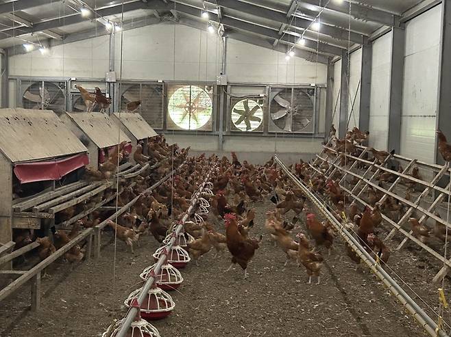 애월아빠들의 제주 구엄닭 방사형 양계장 내부/사진=김아름 기자 armijjang@