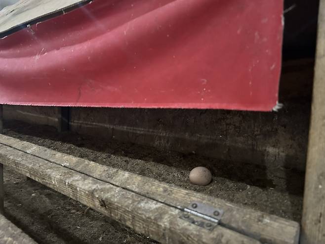 구엄닭이 갓 낳은 계란/사진=김아름 기자 armijjang@