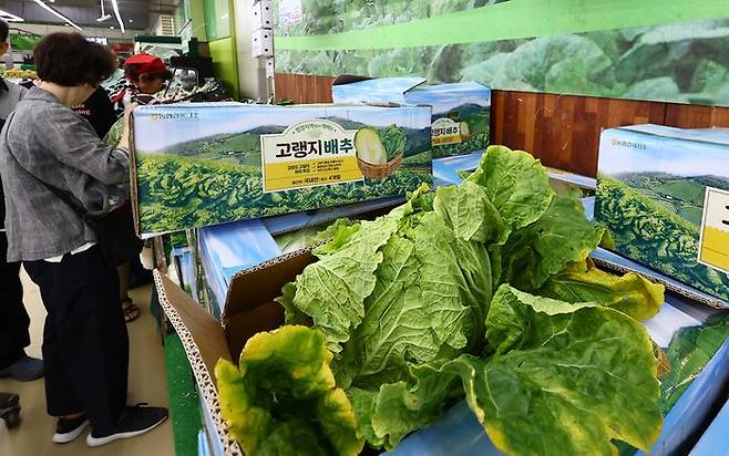 서울 시내의 한 마트에서 소비자가 배추를 고르고 있다.ⓒ뉴시스