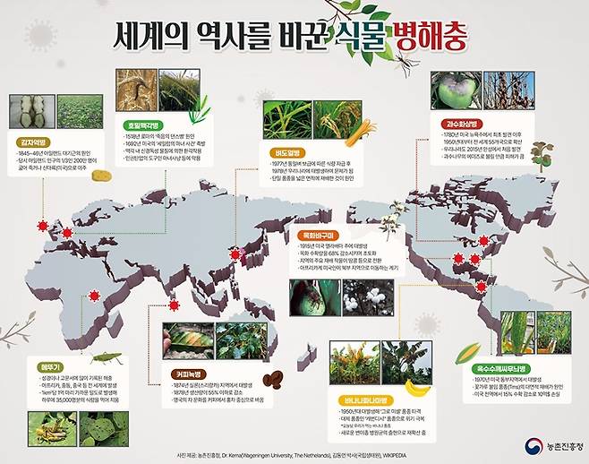 식물 세계의 경우 넓은 면적에 단일 품종을 대규모로 재배하게 되면 ‘병해충대발생’에 취약해진다. 대표적 사례가 19세기 중반 아일랜드 사회를 붕괴시킨 ‘감자 역병’이다. ‘아일랜드 대기근’으로 알려진 감자 역병에 의한 대흉작으로 당시 아일랜드인의 3분의 1이 죽거나 신대륙으로 이주하도록 내몰렸다.