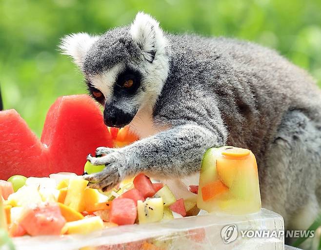 시원한 과일 집어먹는 원숭이 (광주=연합뉴스) 김혜인 기자 = 폭염 경보가 내린 2일 오후 광주 북구 우치동물원에서 알락꼬리여우원숭이가 얼음에 담긴 과일을 먹고 있다. 2024.8.2 in@yna.co.kr