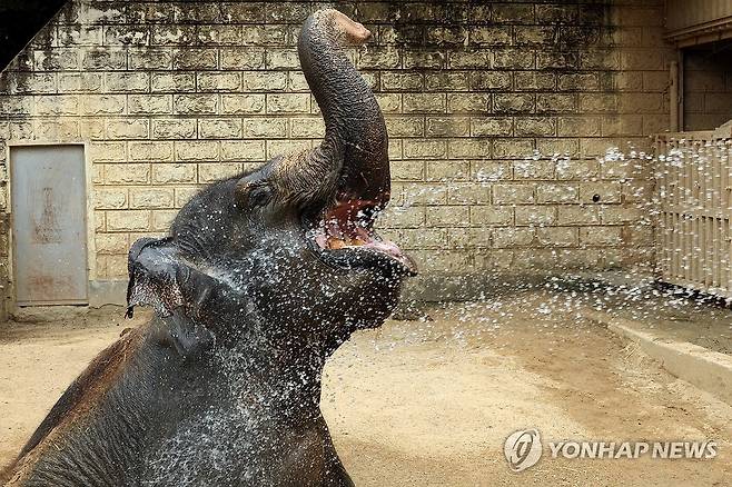 무더위에 찬물 샤워하는 코끼리 (광주=연합뉴스) 김혜인 기자 = 폭염 경보가 내린 2일 오후 광주 북구 우치동물원에서 아시아코끼리가 찬물 샤워를 하고 있다. 2024.8.2 in@yna.co.kr