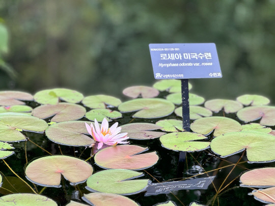 백두대간수목원 수련정원에서 볼 수 있는 로세아 미국수련. 한국수목원정원관리원 제공