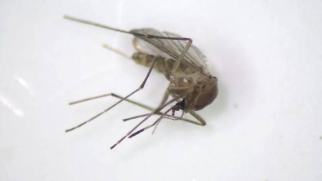 [안동=뉴시스] 일본뇌염 매개 모기. (사진=경북도 제공) 2024.06.21 (사진과 기사는 무관함) *재판매 및 DB 금지
