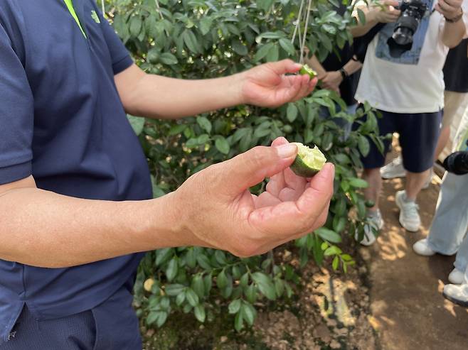 충남 태안에서 재배 중인 라임. 전새날 기자
