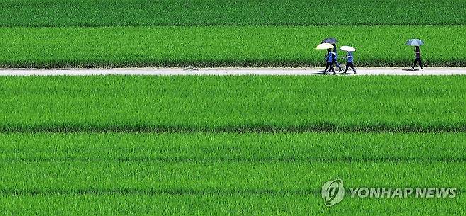 입추 앞둔 들녘 (대구=연합뉴스) 윤관식 기자 = 절기상 입추를 하루 앞두고 무더위가 이어진 6일 대구 북구 학정동 논밭에서 시민들이 양산을 쓰고 이동하고 있다. 2024.8.6 psik@yna.co.kr