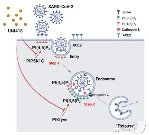 연구 모식도. UNI418이 세포 내 PIP5K1C와 PIKfyve를 저해해 코로나바이러스를 감염 차단한다. (UNIST 제공)