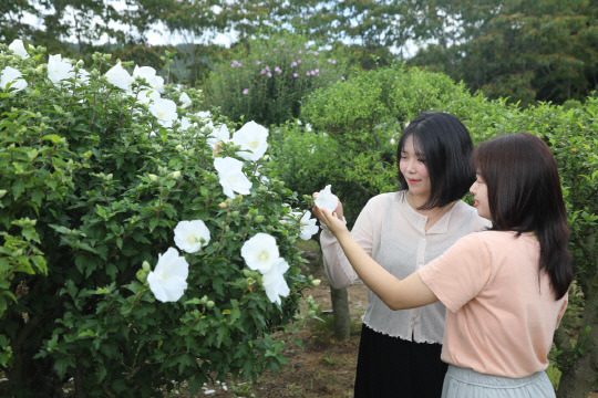 천리포수목원 무궁화동산을 찾은 탐방객들이 만개한 무궁화를 둘러보고 있다