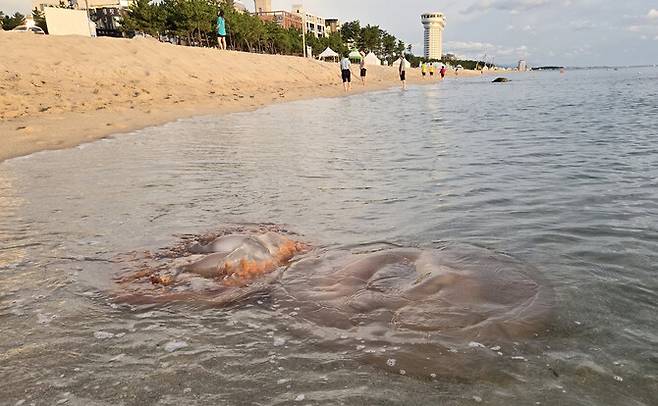 최근 강원 동해안 해수욕장에서 해파리 쏘임 사고가 잇따르는 가운데 지난 7월24일 강릉시 경포해수욕장 백사장 가까이에 커다란 노무라입깃해파리가 파도에 쓸려 와 있다. 연합뉴스