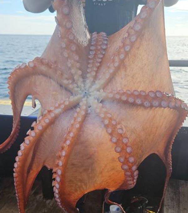 강릉권에서 잡힌 대문어.