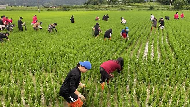 [고흥=뉴시스]왕우렁이 수거. *재판매 및 DB 금지