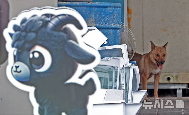 [성남=뉴시스] 김금보 기자 = 개식용종식법 시행일인 7일 오전 경기 성남시 모란시장 보신탕거리에 새로 설치된 '모란 흑염소 특화거리' 입간판 뒤로 철창없이 애완견으로 길러지는 개가 자리하고 있다.'개의 식용 목적의 사육·도살 및 유통 등 종식에 관한 특별법 시행령안' 시행에 따라 정부는 오는 2027년 2월 7일까지 3년의 유예기간을 두고 개 식용 업계에 전·폐업을 지원한다. 2024.08.07. kgb@newsis.com