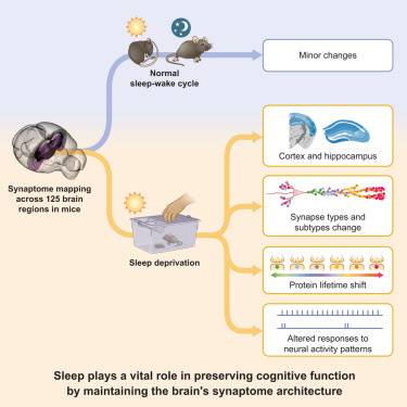 수면은 뇌의 시냅스 구조를 유지해 인지 기능을 보존하는 데 중요한 역할을 한다.(자료=커런트 바이올로지)