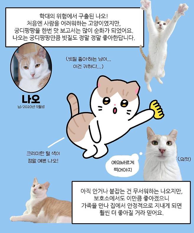 올소 작가는 고양이마다 각기 다른 성격과 특징을 실사와 함께 재치 있는 만화로 표현했다. (나비야사랑해 제공) ⓒ 뉴스1
