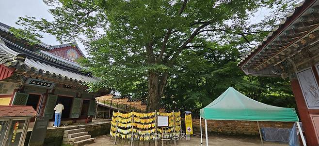 해인사 소원나무(은행나무)