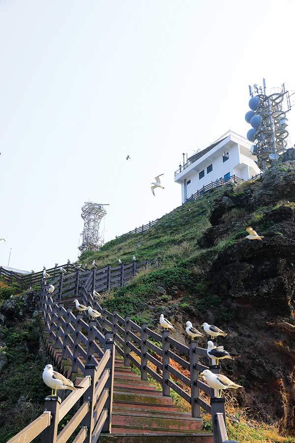 독도 등대와 괭이갈매기.