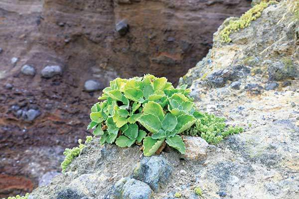 독도 절벽에 피어난 해국.