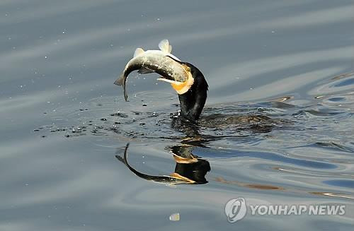 민물가마우지의 물고기 사냥. [촬영 유형재]