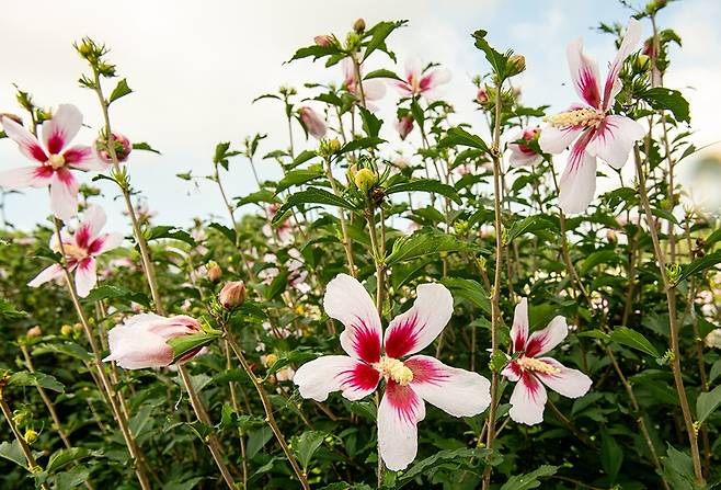 화분용 무궁화 '별이' [산림청 제공. 재판매 및 DB 금지]