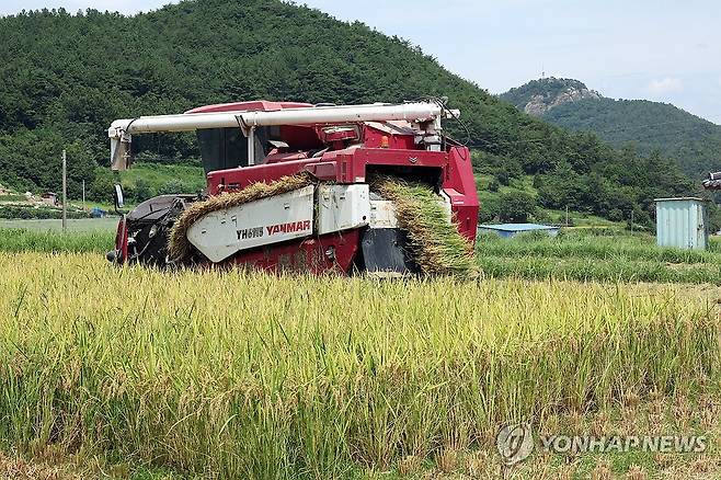 일찍 자라난 벼 수확하는 농민 (고흥=연합뉴스) 김혜인 기자 = 무더위가 한창인 8일 오후 전남 고흥군 고흥읍 등암리의 한 논에서 농민이 콤바인을 타고 조생종인 진옥벼를 수확하고 있다. 2024.8.8 in@yna.co.kr