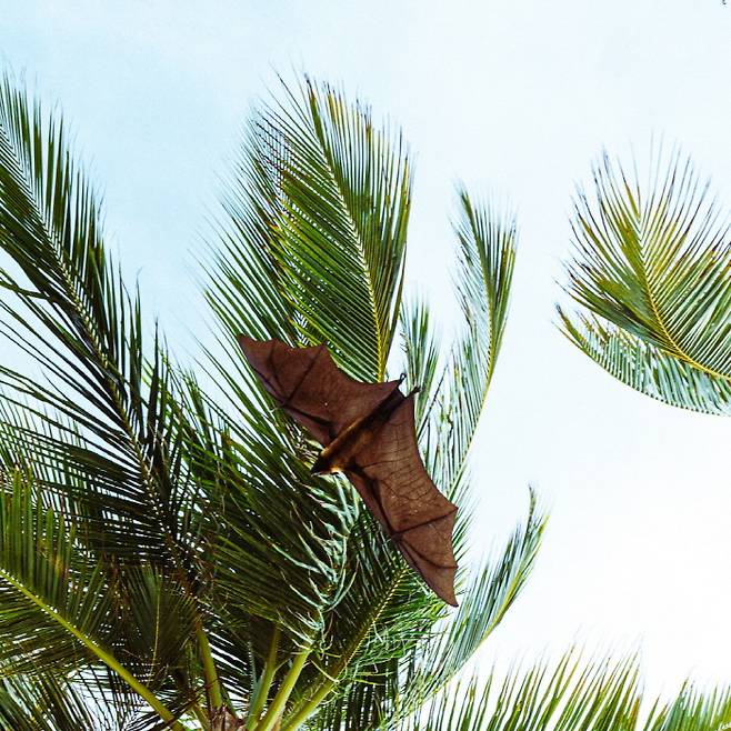 리조트에서 자주 볼 수 있는 과일박쥐